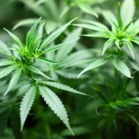 marijuana plant